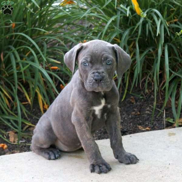 Kip, Cane Corso Puppy