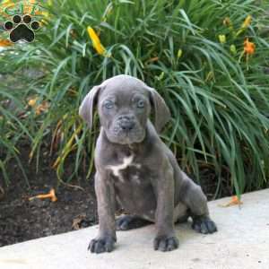 Kip, Cane Corso Puppy
