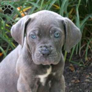 Kip, Cane Corso Puppy
