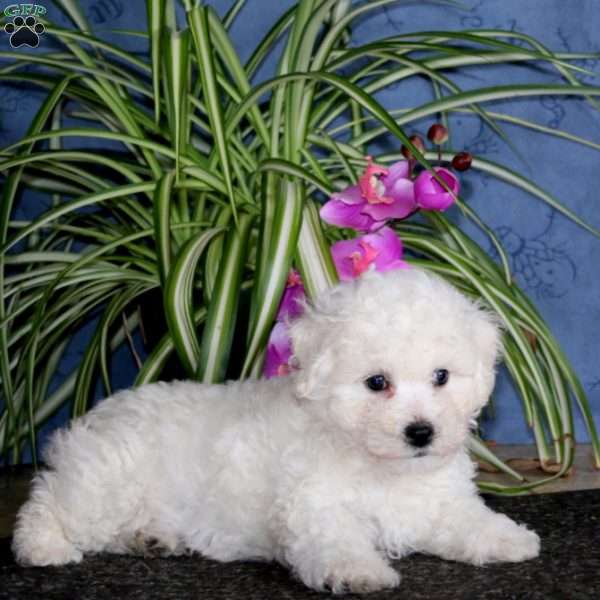 Kip, Bichon Frise Puppy