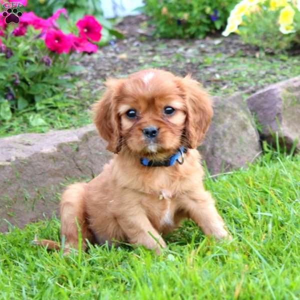 Kip, Cavalier King Charles Spaniel Puppy