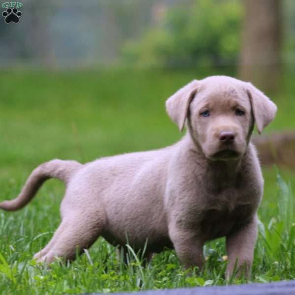 Kip, Silver Labrador Retriever Puppy