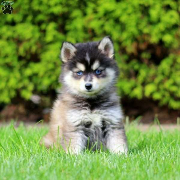 Kip, Pomsky Puppy