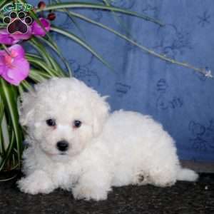 Kip, Bichon Frise Puppy