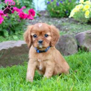 Kip, Cavalier King Charles Spaniel Puppy