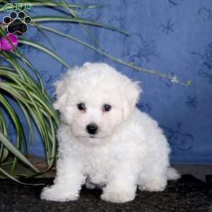 Kip, Bichon Frise Puppy
