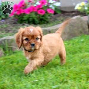 Kip, Cavalier King Charles Spaniel Puppy