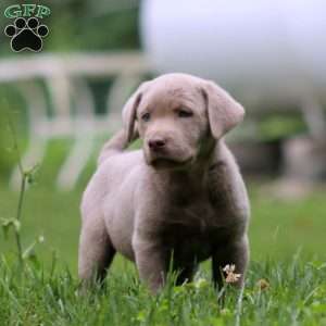 Kip, Silver Labrador Retriever Puppy