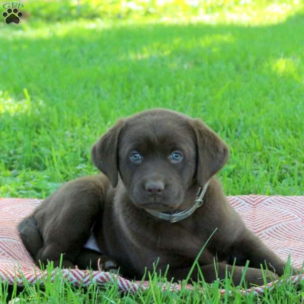 Kirby, Chocolate Labrador Retriever Puppy