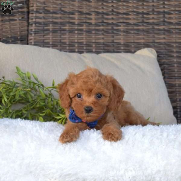 Kirby, Cavapoo Puppy
