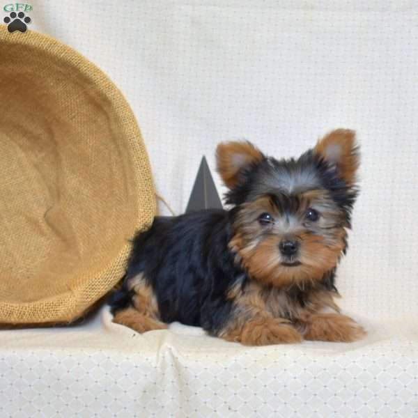 Kirby, Yorkie Puppy