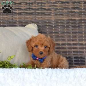 Kirby, Cavapoo Puppy