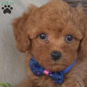 Kirby, Cavapoo Puppy