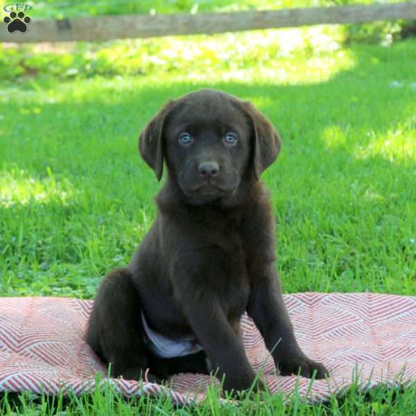 Kirk, Chocolate Labrador Retriever Puppy