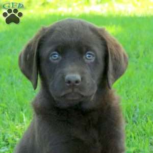 Kirk, Chocolate Labrador Retriever Puppy
