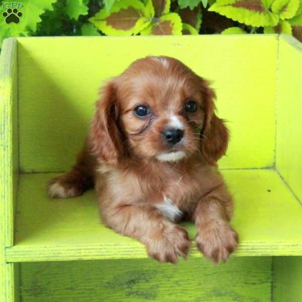 Kit, Cavalier King Charles Spaniel Puppy