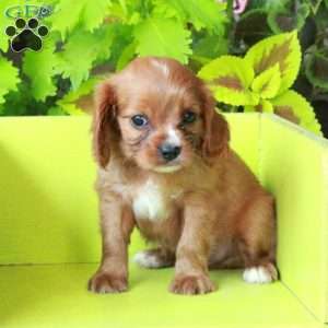Kit, Cavalier King Charles Spaniel Puppy