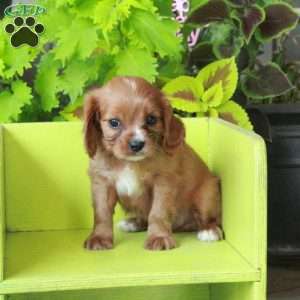 Kit, Cavalier King Charles Spaniel Puppy