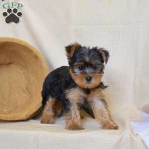 Kiwi, Yorkie Puppy