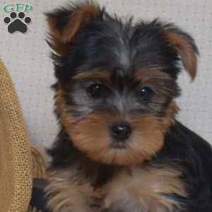 Kiwi, Yorkie Puppy