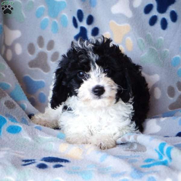 Knight, Cavapoo Puppy