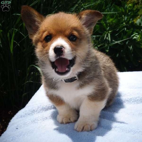 Knox, Pembroke Welsh Corgi Puppy