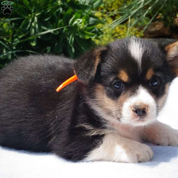 Koda, Pembroke Welsh Corgi Puppy
