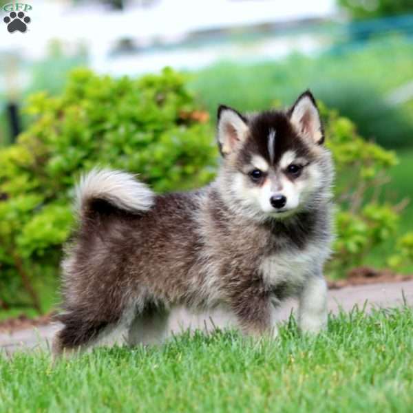 Kody, Pomsky Puppy
