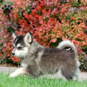 Kody, Pomsky Puppy