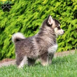 Kody, Pomsky Puppy