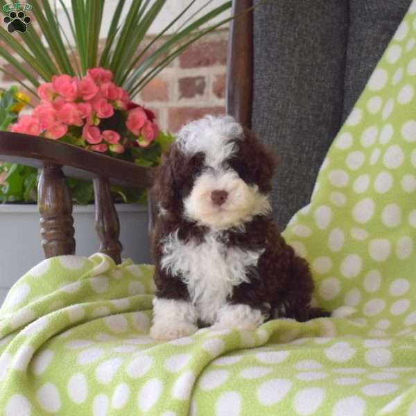 Koko, Miniature Poodle Puppy