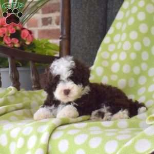 Koko, Miniature Poodle Puppy