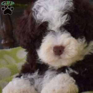 Koko, Miniature Poodle Puppy