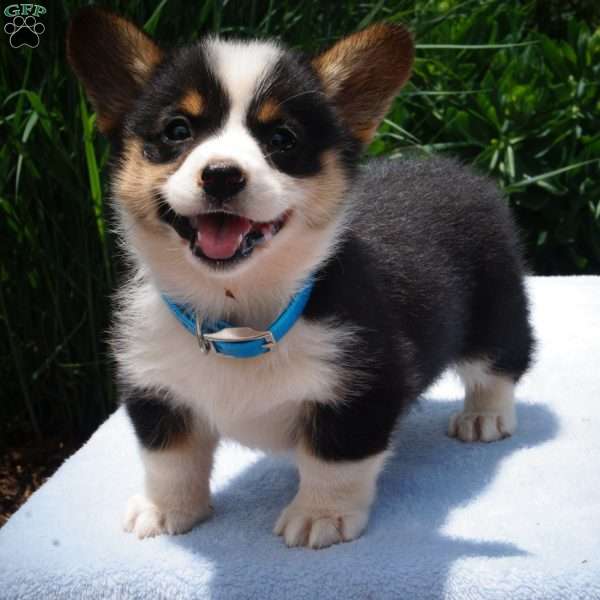Koko, Pembroke Welsh Corgi Puppy