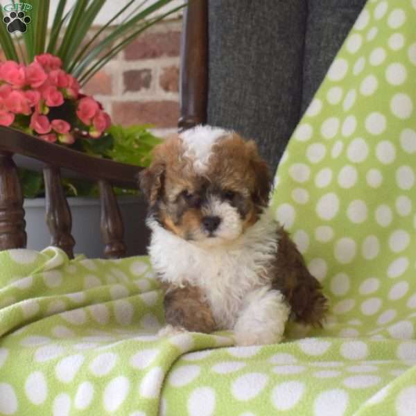 Kolby, Miniature Poodle Puppy