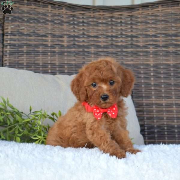 Kolby, Cavapoo Puppy