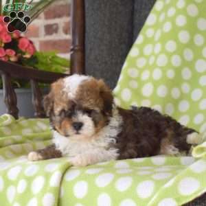 Kolby, Miniature Poodle Puppy