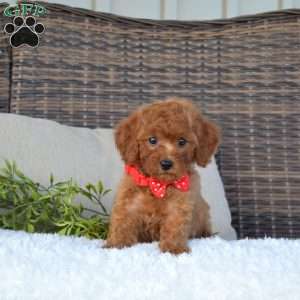 Kolby, Cavapoo Puppy