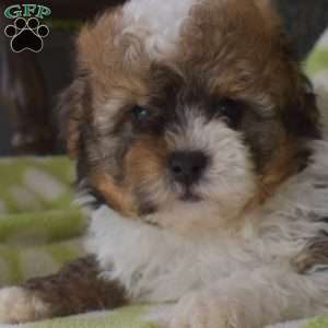 Kolby, Miniature Poodle Puppy