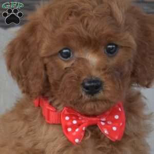 Kolby, Cavapoo Puppy