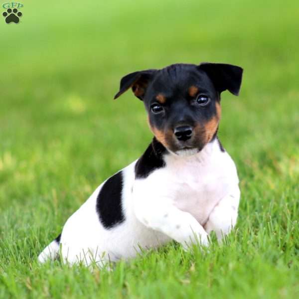 Kolby, Jack Russell Terrier Puppy