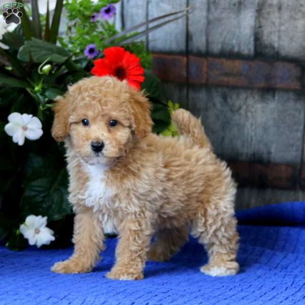 Kolby, Miniature Poodle Puppy
