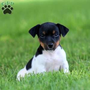 Kolby, Jack Russell Terrier Puppy