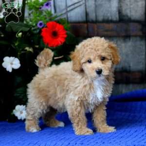 Kolby, Miniature Poodle Puppy