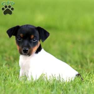 Kolby, Jack Russell Terrier Puppy