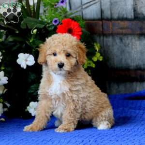 Kolby, Miniature Poodle Puppy