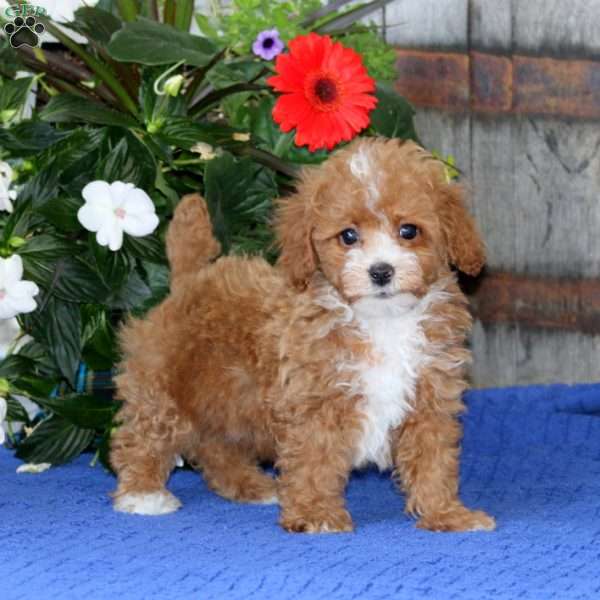 Kolton, Miniature Poodle Puppy