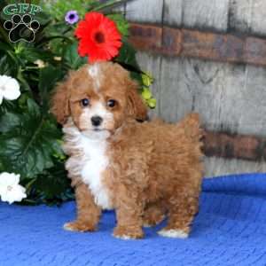 Kolton, Miniature Poodle Puppy