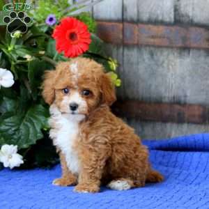 Kolton, Miniature Poodle Puppy