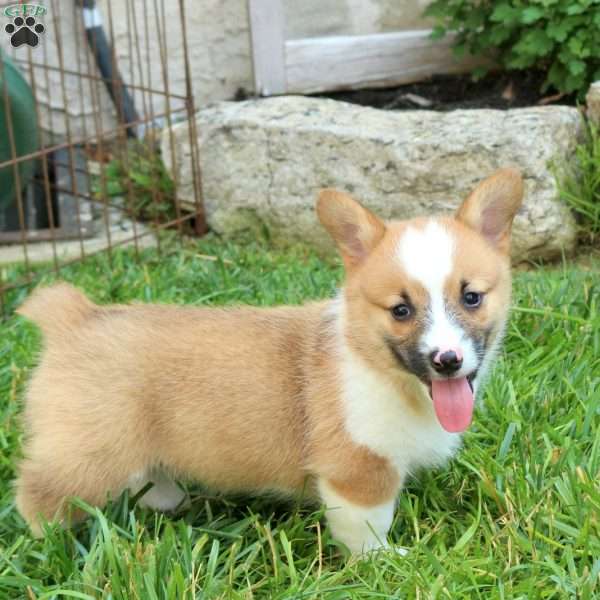 Korby, Pembroke Welsh Corgi Puppy